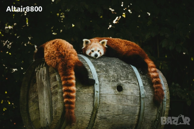 Canon 55-250mm f/4.5-5.6 IS EF обектив Канон, снимка 10 - Обективи и филтри - 53014238