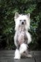 Китайско качулато куче - FCI родословие, снимка 3