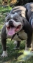 Американско Були Хл/American Bully XL , снимка 5