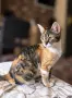 Подарявам котенце , снимка 2
