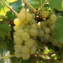 Продавам отлично винено грозде Мускат Отонел – от стари лозя (район Силистра)собствени лозя , снимка 2