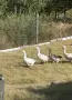 Продавам гъски – здрави и добре отглеждани, снимка 2
