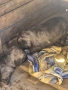 кавказка овчарка , снимка 2