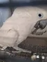 Какаду Алба - мъжки, снимка 1