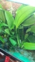Аквариумни растения , снимка 14
