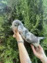 мини дакел дакел, снимка 2