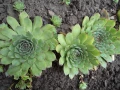 Сукуленти  Дебелец / Алпийска  роза. Много видове и размери Закалени са Растат на двора в еко градин, снимка 4