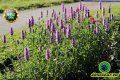 Семена от Еспарзета – медоносно растение за пчелите разсад семена пчеларски растения силно медоносно, снимка 12