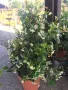 Жасмин вечно зелен Налични 4 вида, снимка 12