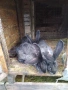 Продавам зайци. , снимка 6