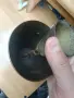 Чан Чанове Хлопки Звънци , снимка 5