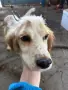 Кокер шпаньол момченце , снимка 1