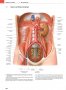 Атлас по анатомия PROMETHEUS от 1 до 3 том, PROMETHEUS Anatomi Atlası, Cilt 1-3, турски език, снимка 4