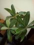 Японска мушмула студоустойчива , снимка 1 - Градински цветя и растения - 42808929