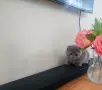 Прекрасни Шотландски Клепоухи котенца (Scottish Fold), снимка 13