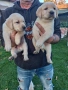 чистокръвни лабрадори, снимка 3