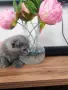 Прекрасни Шотландски Клепоухи котенца (Scottish Fold), снимка 10