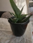 сансевиера , снимка 2