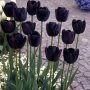 луковици на черно лале от Холандия , снимка 1 - Сортови семена и луковици - 38409056