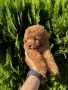 Мини Пудели Момчета и Момичета / Mini Poodle Boys and Girls, снимка 3