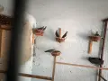 Корели и други птици, снимка 10