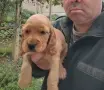 Кокер Шпаньол.. , снимка 4