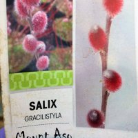 Върба - Salix gracilistyla 'Mount Aso' ( грацилистяла' моунт асо' ), снимка 2 - Градински цветя и растения - 31614507