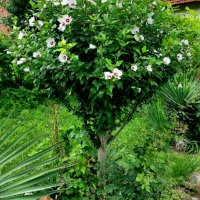 👌👌👌 Hibiscus syriacus, наричан роза на Шарон , снимка 3 - Разсади - 37402411