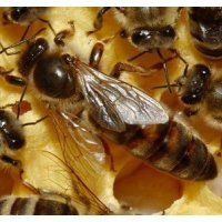 Пчелни майки и отводки
