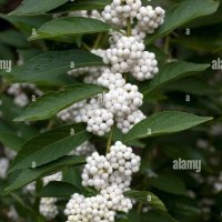 Каликарпа - Налични 2 вида Бяла - Callicarpa dichotoma Albibacea Лилава -Callicarpa dichotoma 'Issai, снимка 9 - Разсади - 42145705