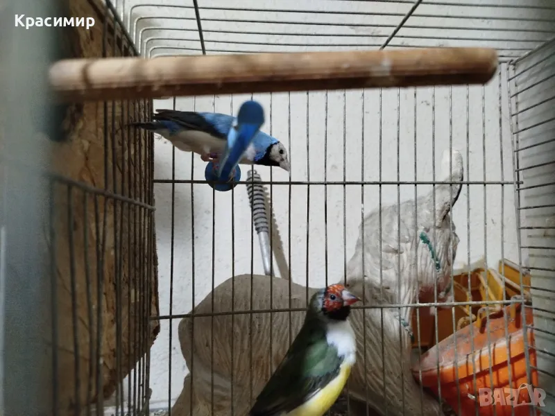амадини.папагали.канари, снимка 1