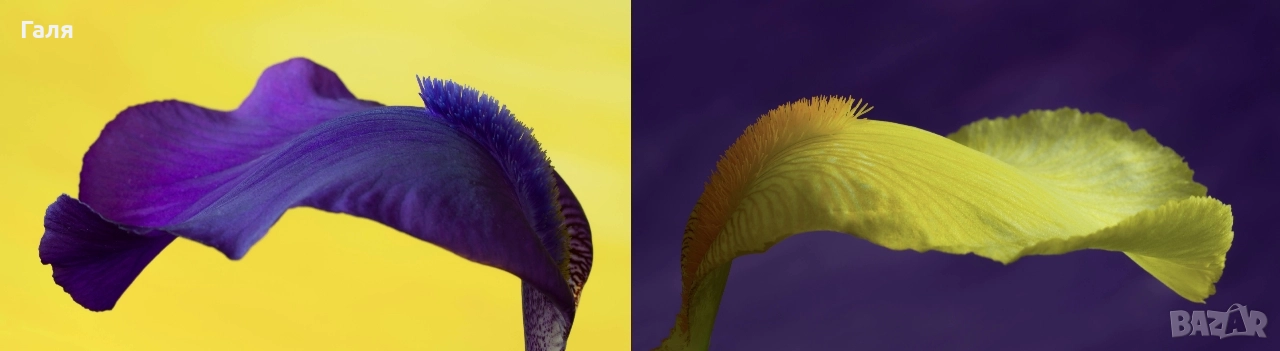 Фотография диптих, рамкирана, цветна, снимка 1