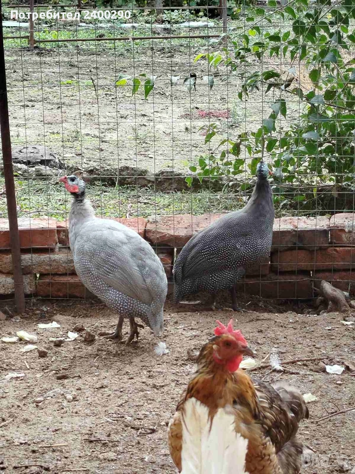 Двойка токачки, снимка 1