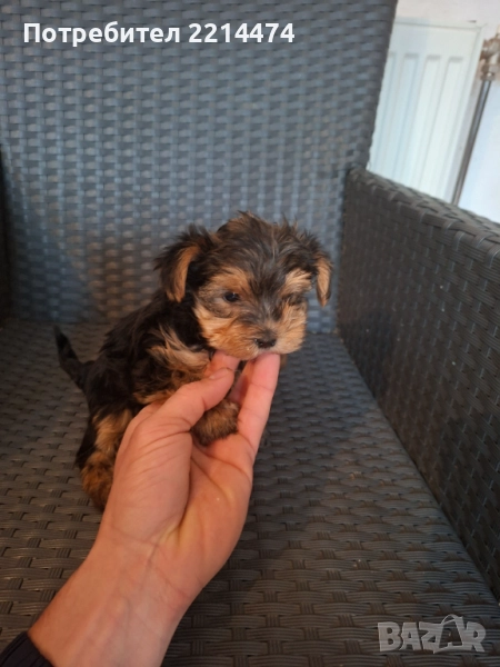 ПРОМО Последно момиченце с ВТОРА ВАКСИНА, снимка 1