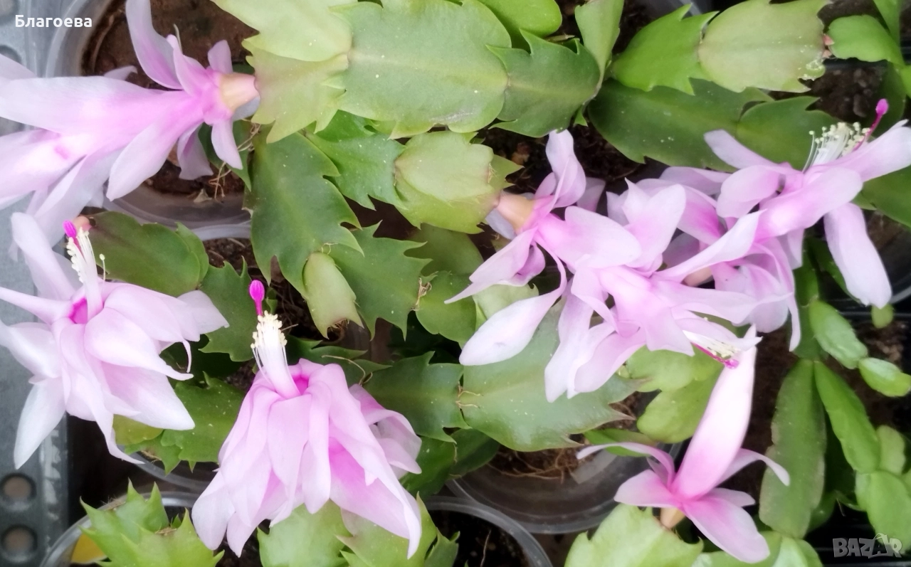 Мини Коледниче светло-розово, снимка 1