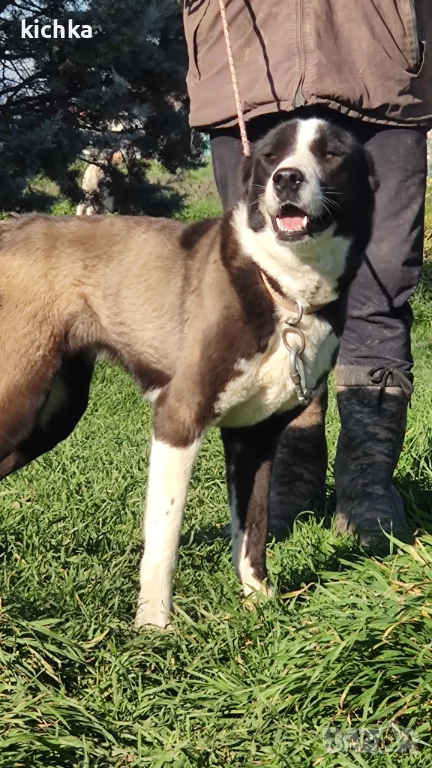 Средноазиатска овчарка - Алабай, снимка 1