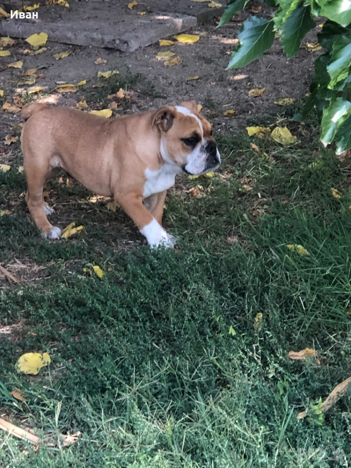 Английски Булдог, снимка 1