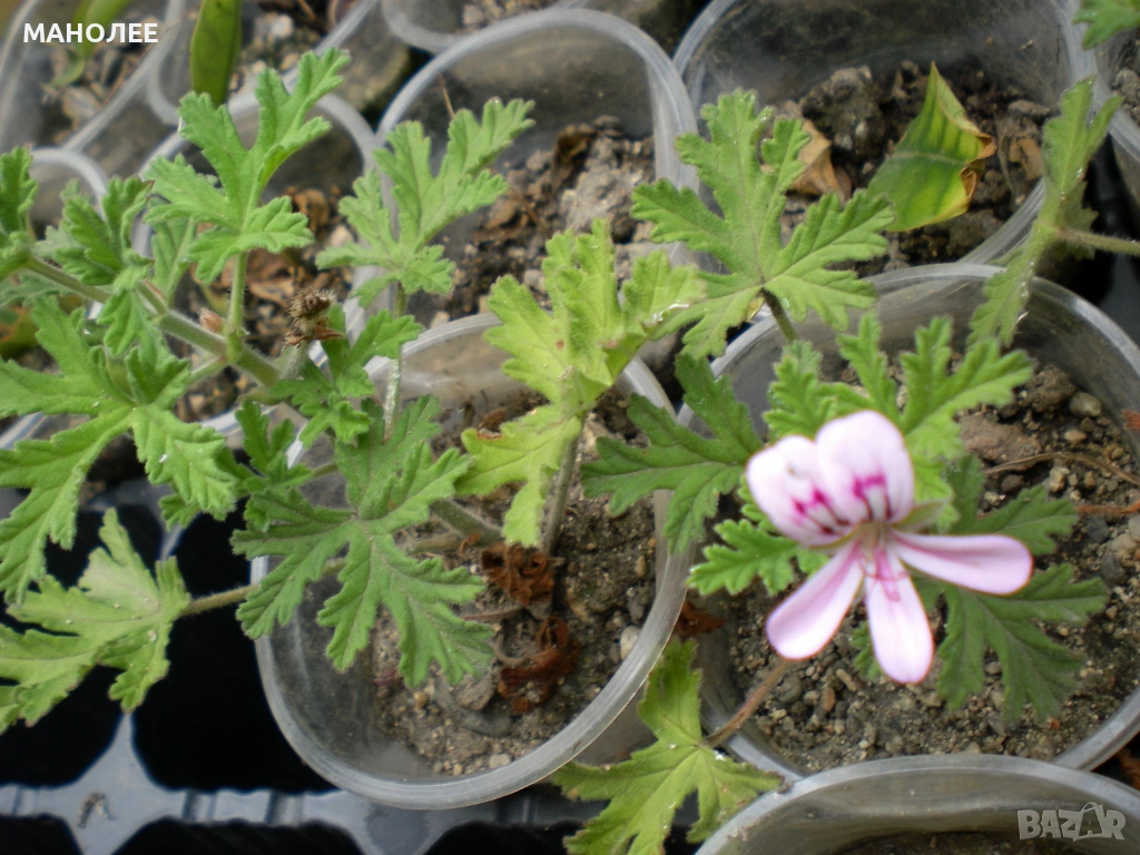 🌿🌿🌿Индрише🌿🌿🪴, снимка 1