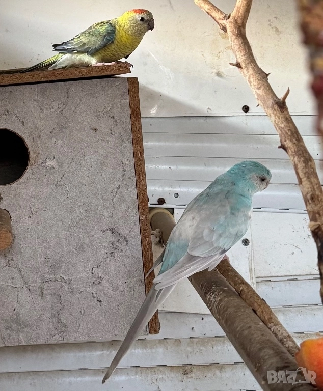Пойни папагали двойка, снимка 1