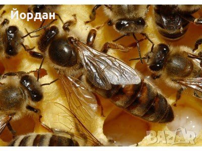 Пчелни майки и отводки, снимка 1