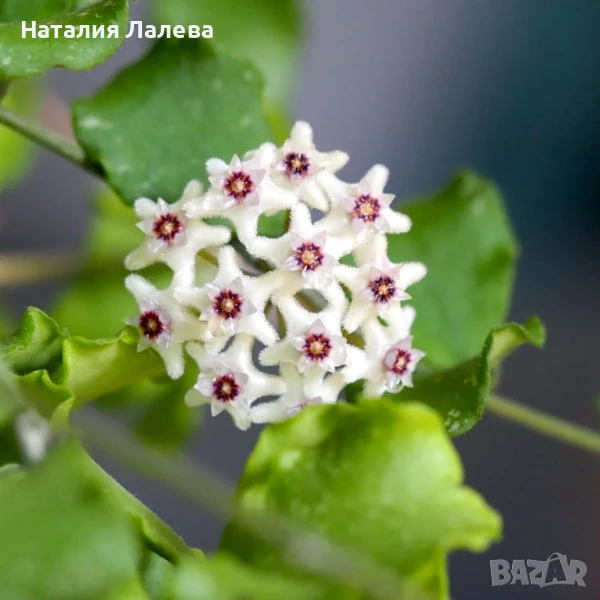 Хоя, hoya kanyakumariana, снимка 1