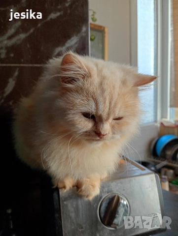 персийски на 4месеца , снимка 4 - Персийска - 52840492