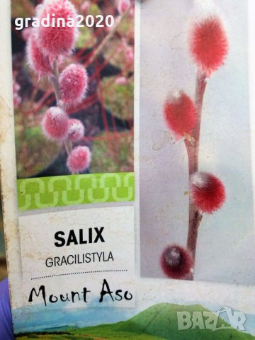 Върба - Salix gracilistyla 'Mount Aso' ( грацилистяла' моунт асо' ), снимка 2 - Градински цветя и растения - 31614507