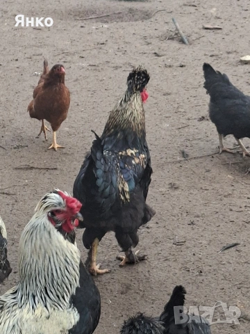Домашни петли, снимка 11 - Кокошки и пуйки - 52912712