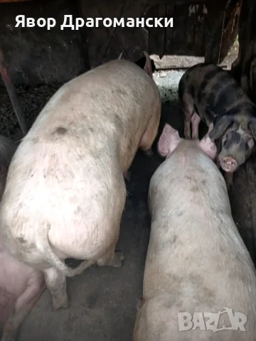 Продавам прасета
