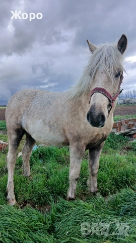 Тежковоз першерон женски, снимка 3 - Коне - 54079368