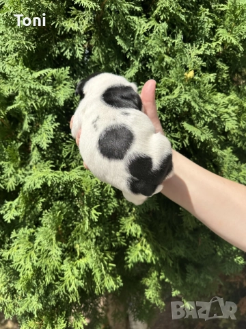  френски булдог/french Buldog, снимка 3 - Френски булдог - 55876701