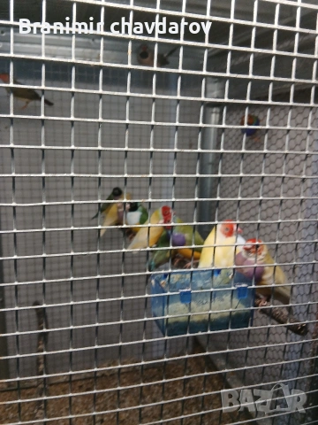 продавам гулдови папагалови и други амадини, снимка 3 - Амадини - 53966909