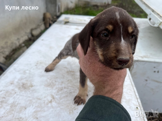 Кученца за трюфели , снимка 4 - Други - 51565937