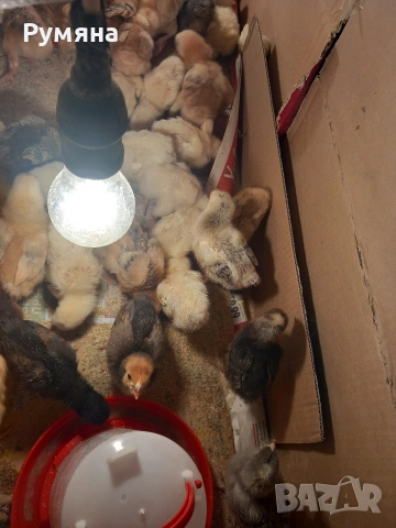 Пилета кръстоска и бройлери, снимка 2 - Кокошки и пуйки - 54020421